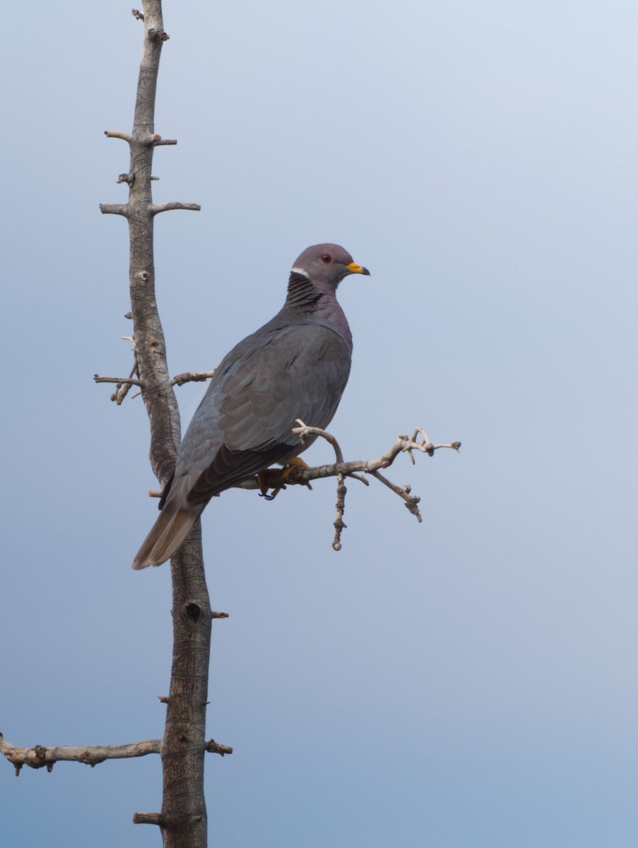 Band-tailed Pigeon - ML640894533