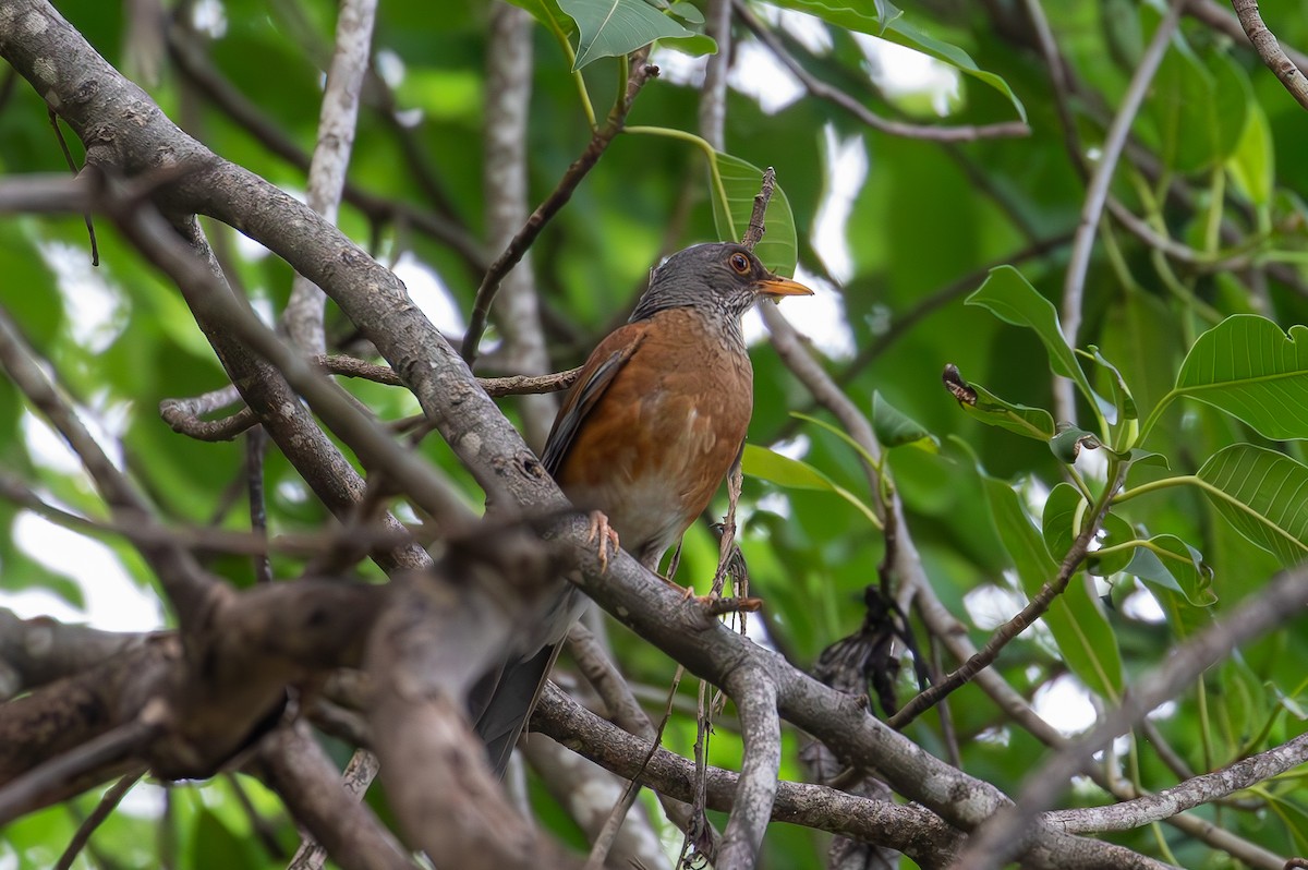 Rufous-backed Robin - ML640894536