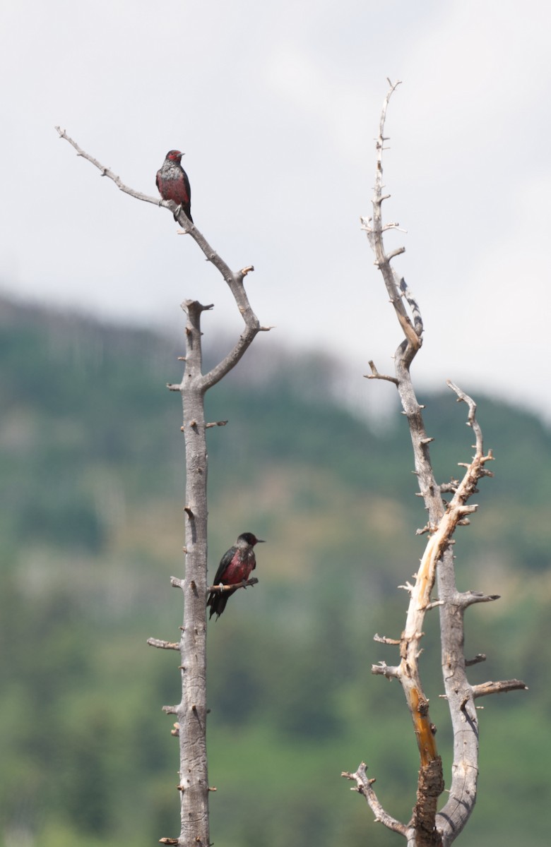 Lewis's Woodpecker - ML640894538