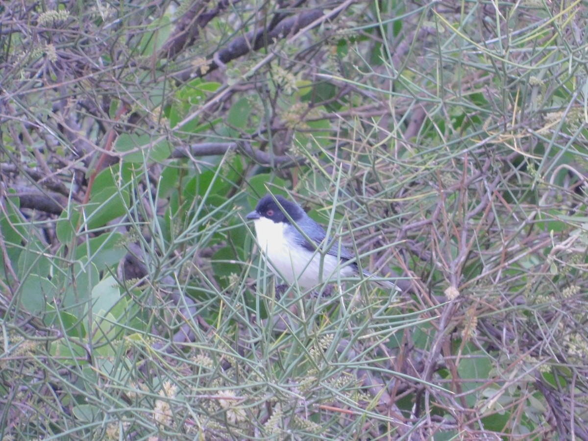 Black-capped Warbling Finch - ML640894547