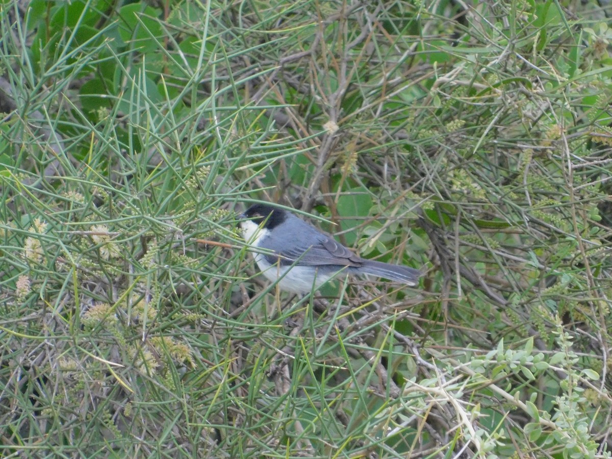 Black-capped Warbling Finch - ML640894548