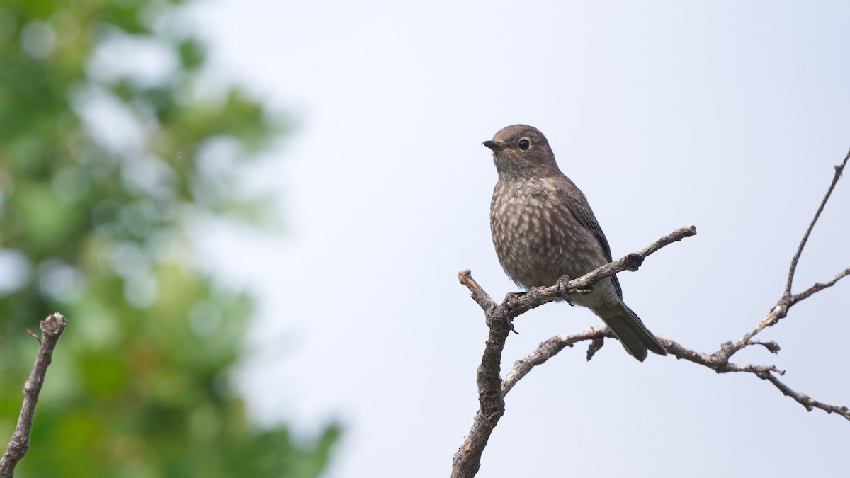 Western Bluebird - ML640894555