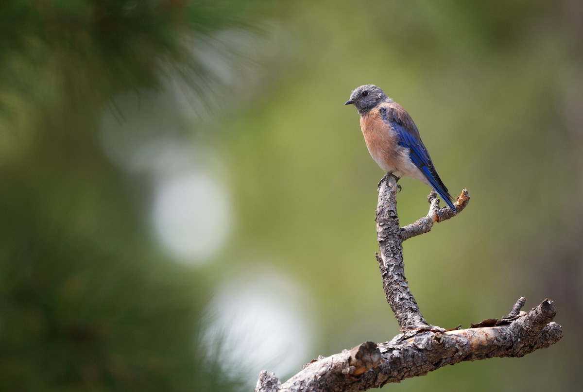 Western Bluebird - ML640894556