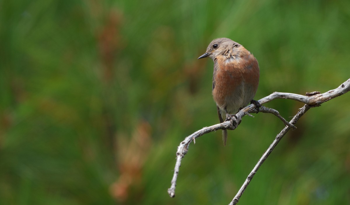 Western Bluebird - ML640894558