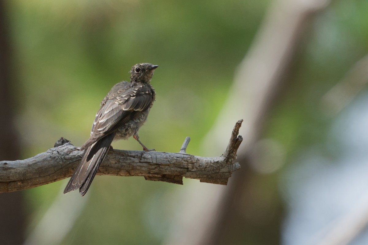 Townsend's Solitaire - ML640894567