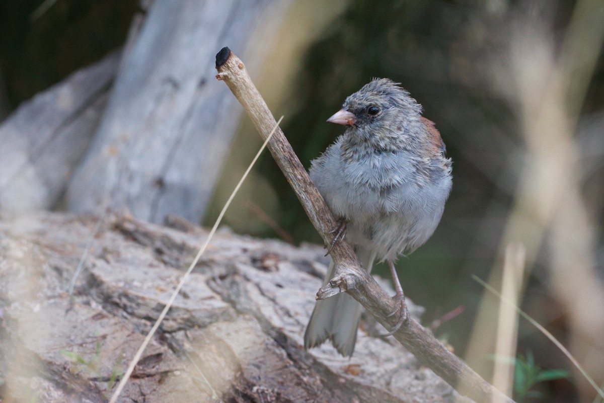 Dark-eyed Junco (Gray-headed) - ML640894576