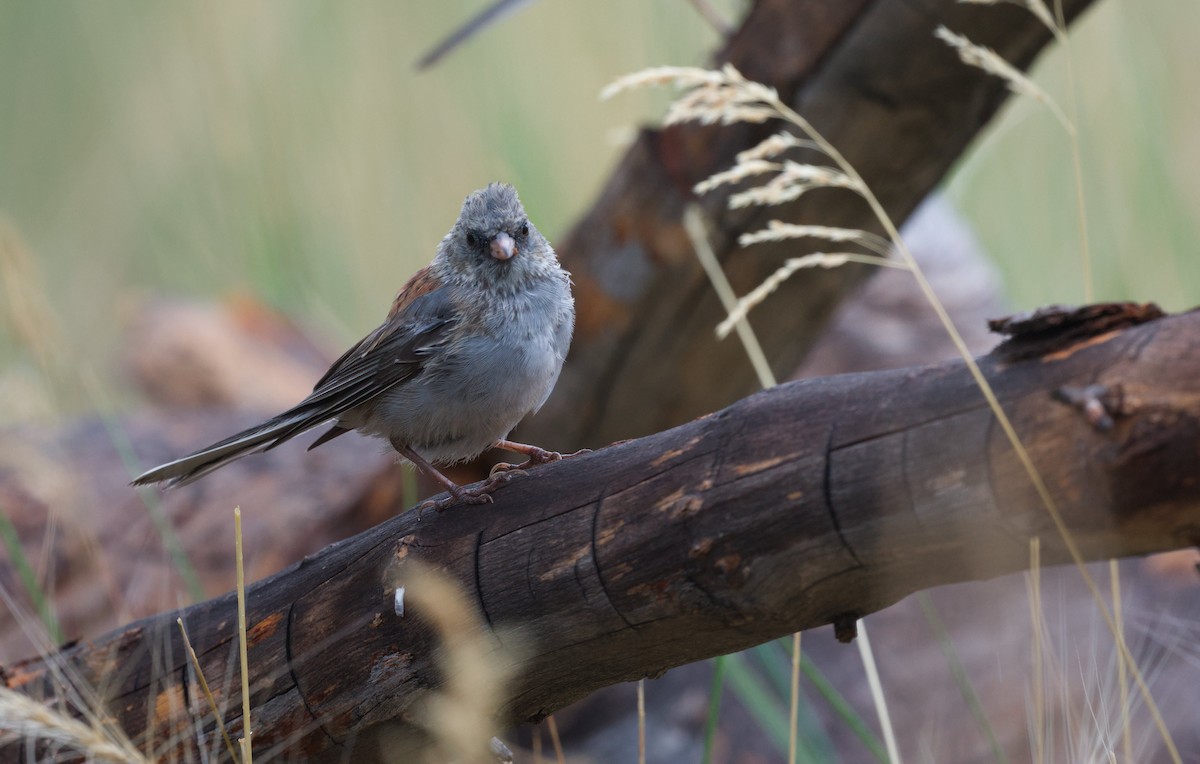 Dark-eyed Junco (Gray-headed) - ML640894577