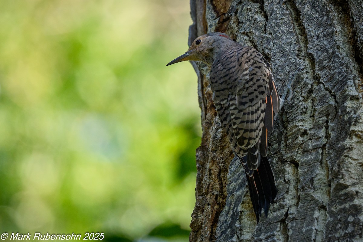 Northern Flicker - ML640894599