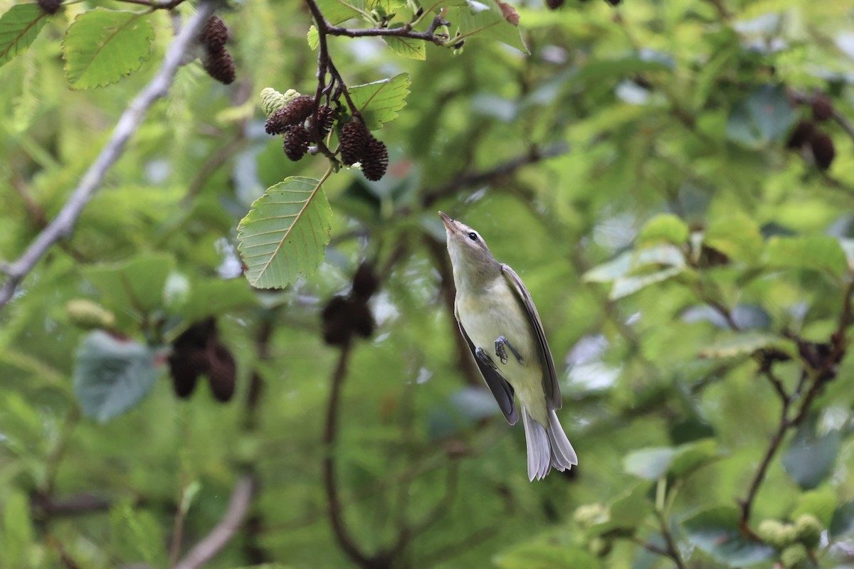 Warbling Vireo - ML640894682