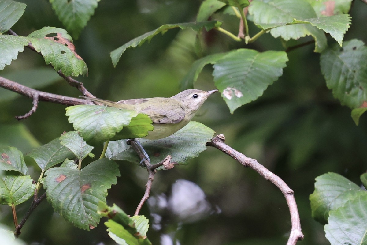 Warbling Vireo - ML640894683