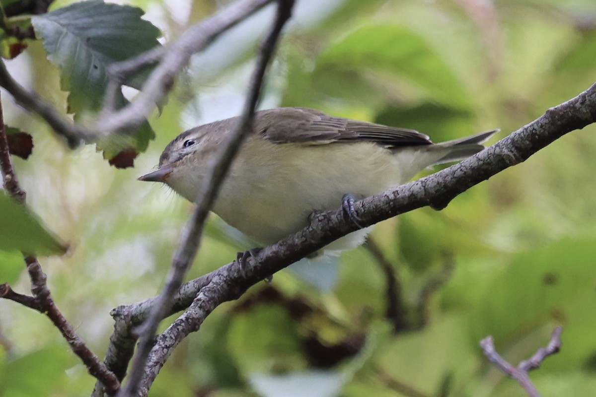 Warbling Vireo - ML640894684