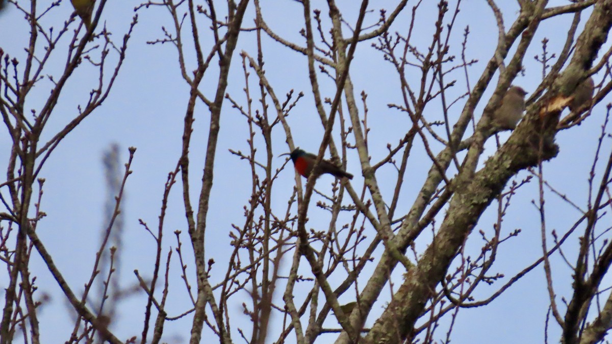 Greater Double-collared Sunbird - ML640894728