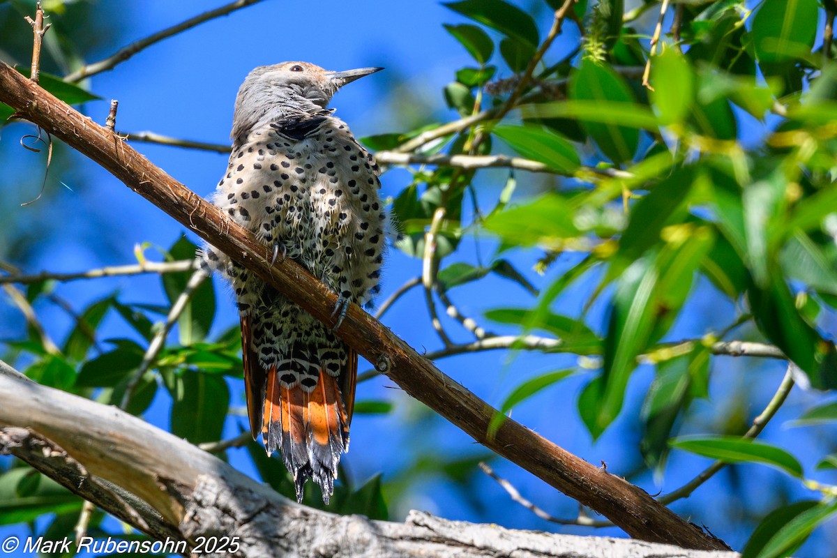 Northern Flicker - ML640894742