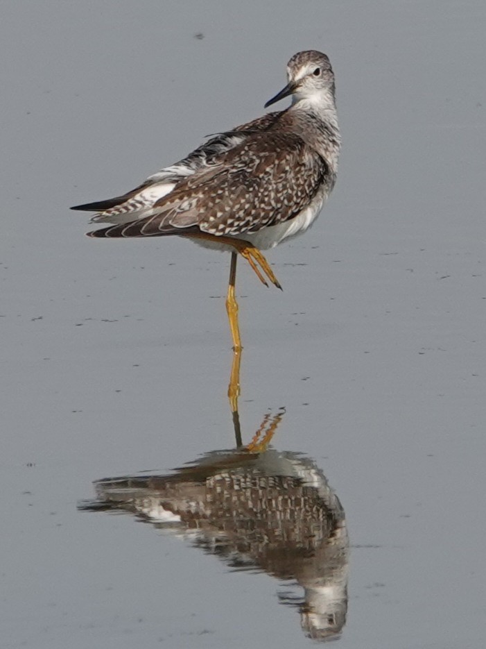 Lesser Yellowlegs - ML640894752