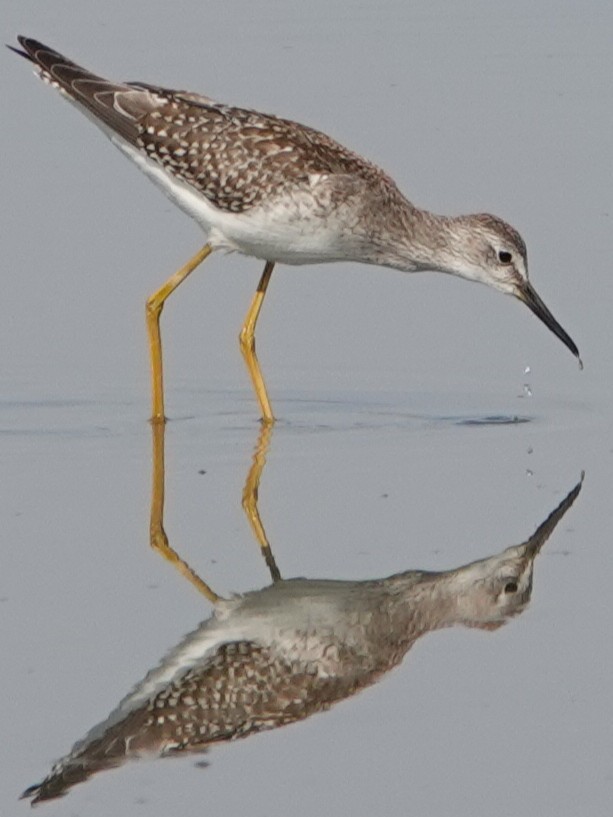 Lesser Yellowlegs - ML640894758