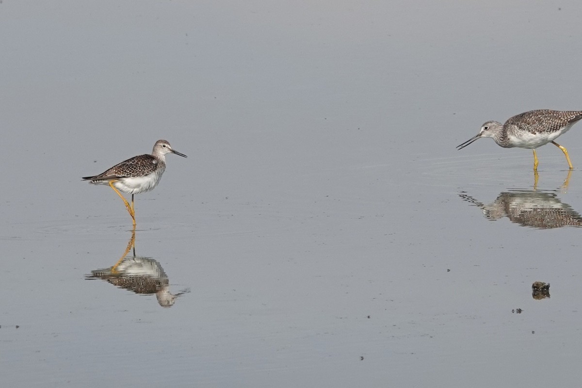 Lesser Yellowlegs - ML640894762