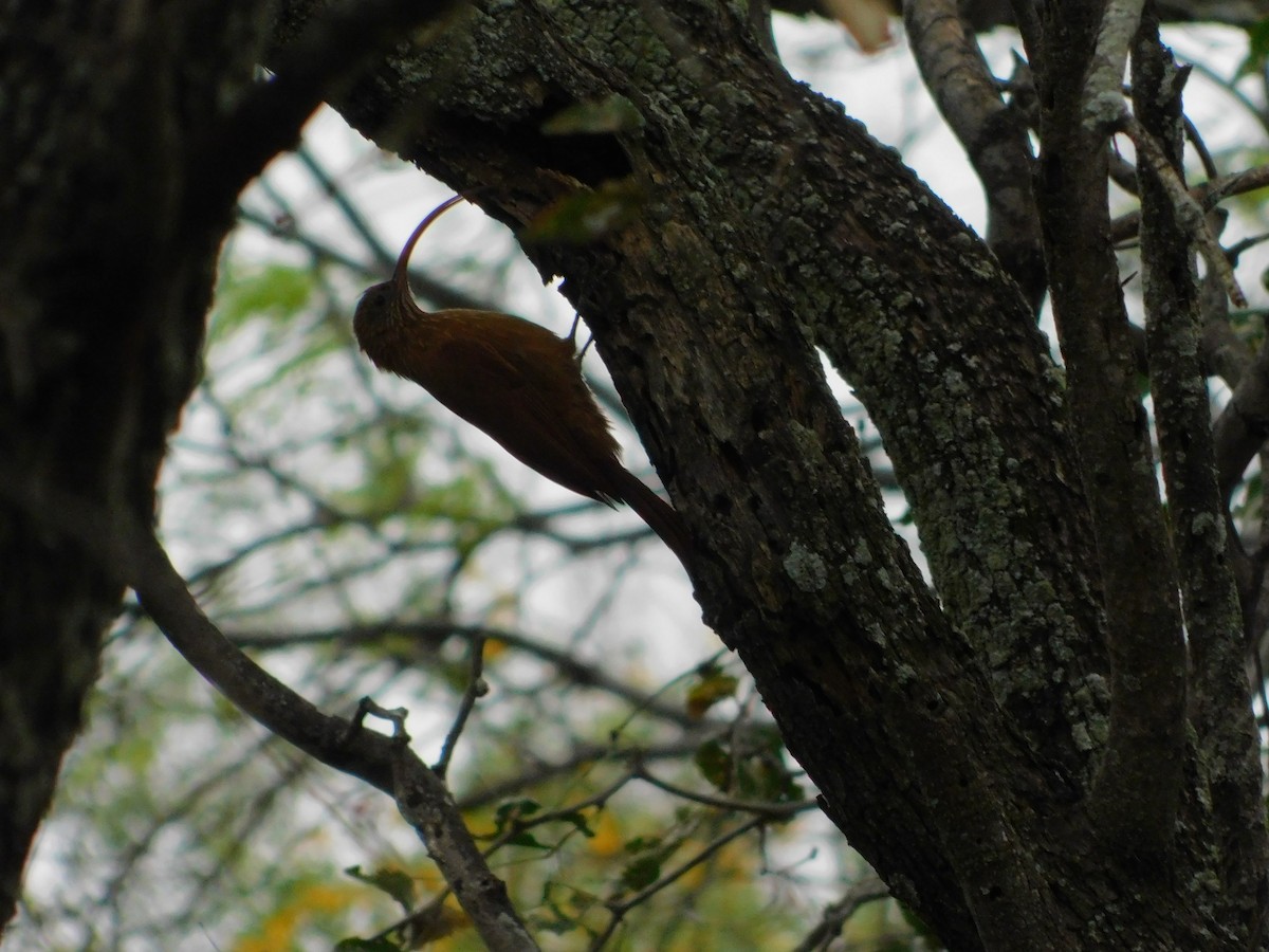 Red-billed Scythebill - ML640894768