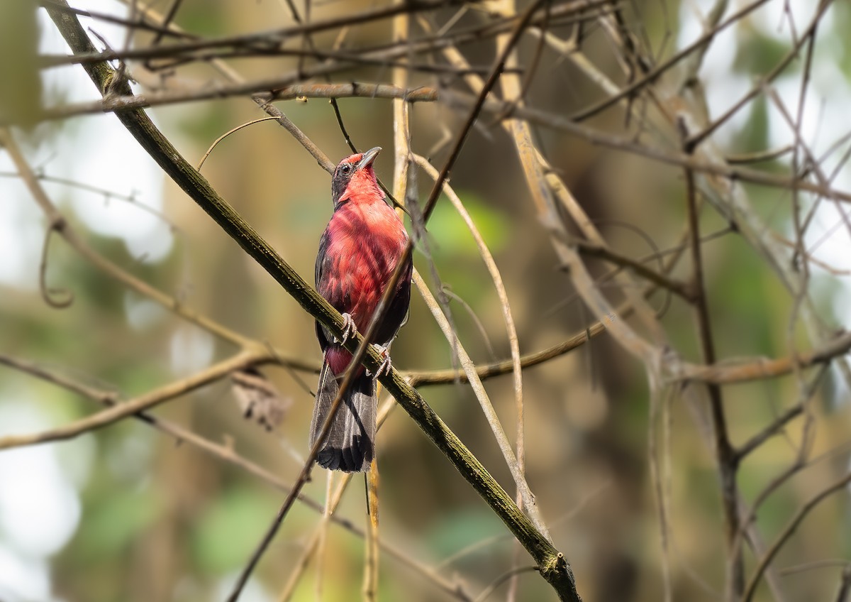 Rosy Thrush-Tanager - ML640894808