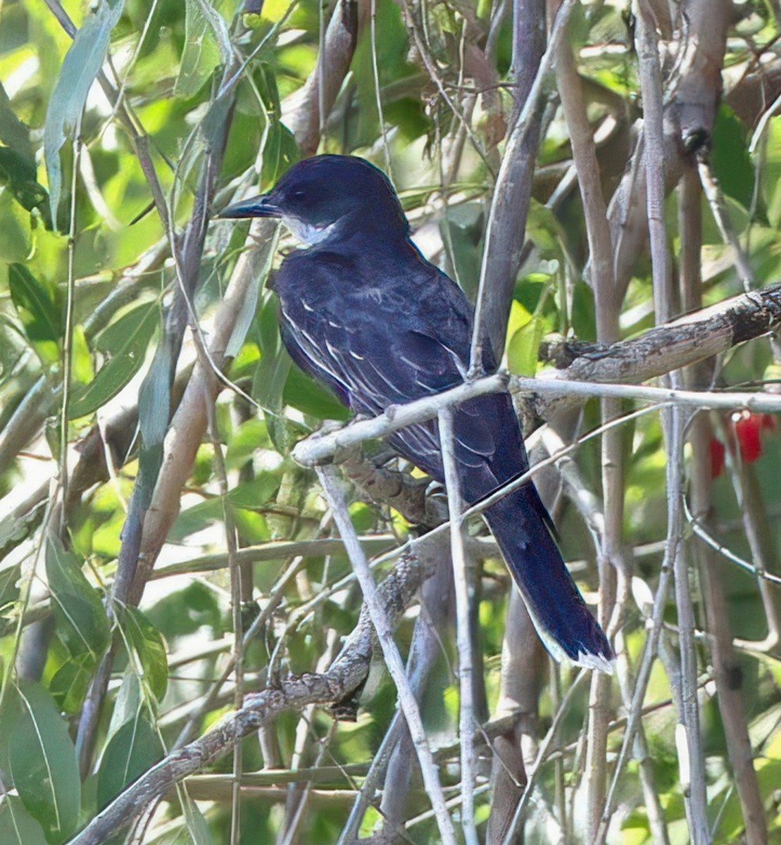 Eastern Kingbird - ML640894810