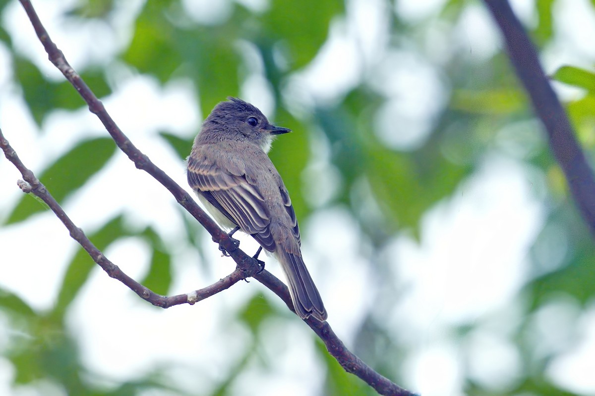 Eastern Phoebe - ML640894811