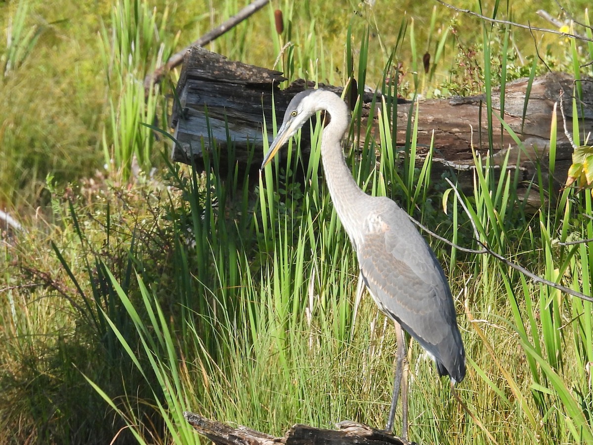Great Blue Heron - ML640894911