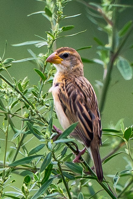 Baya Weaver - ML640895127