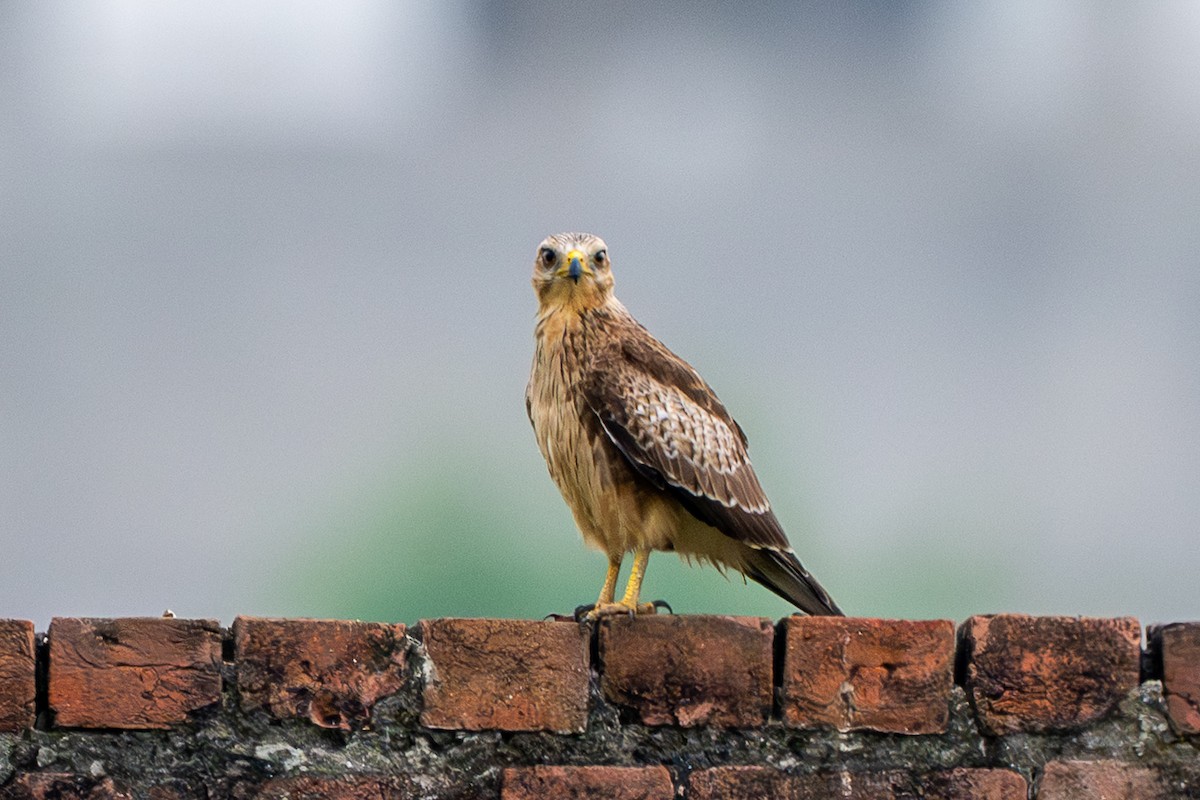 White-eyed Buzzard - ML640895139