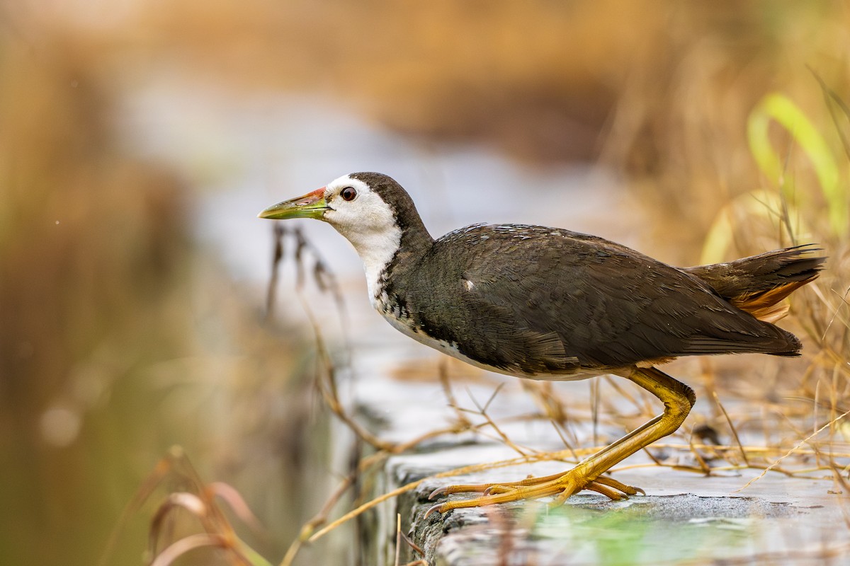 White-breasted Waterhen - ML640895183