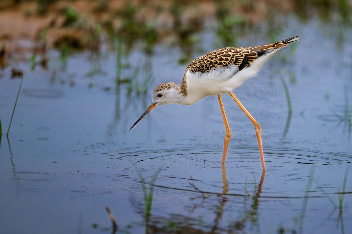 Black-winged Stilt - ML640895206