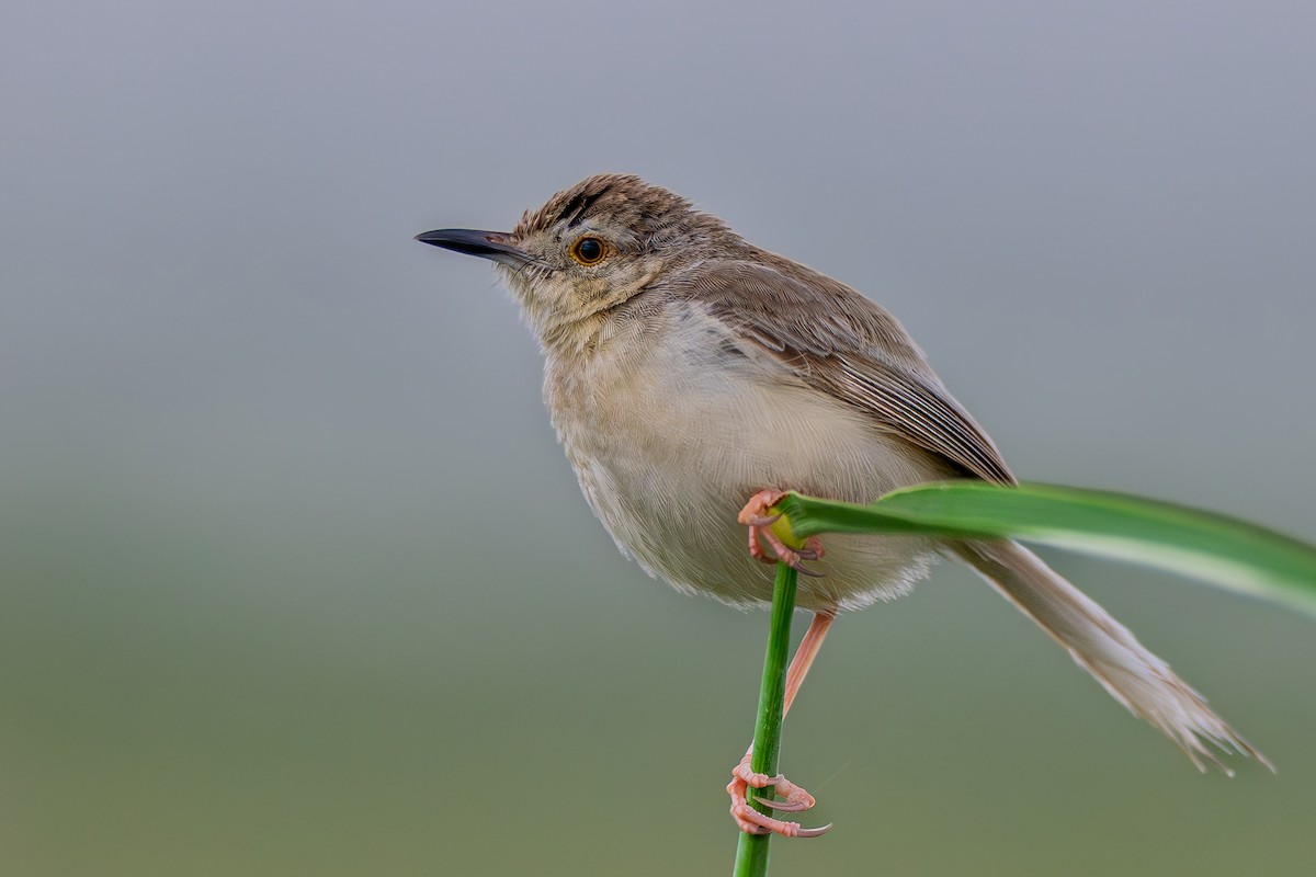 Plain Prinia - ML640895251
