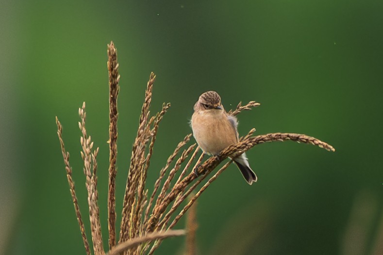 Zitting Cisticola - ML640895252