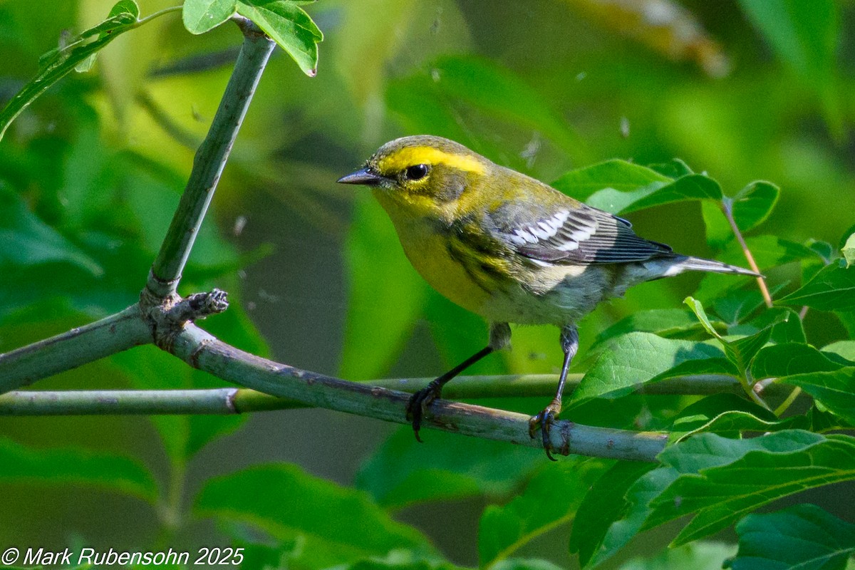 Townsend's Warbler - ML640895264