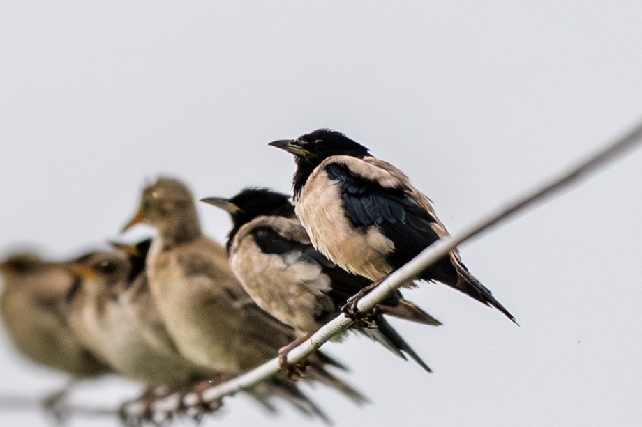 Rosy Starling - ML640895296