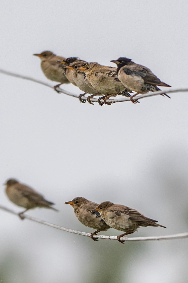 Rosy Starling - ML640895297