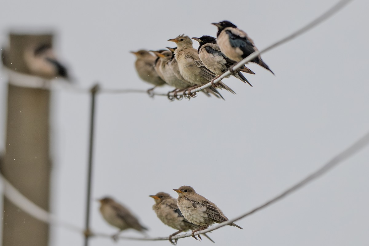 Rosy Starling - ML640895298