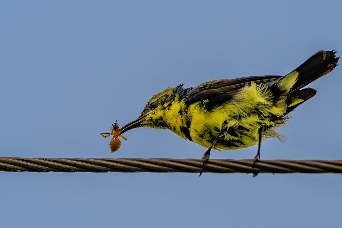 Rosy Starling - ML640895300