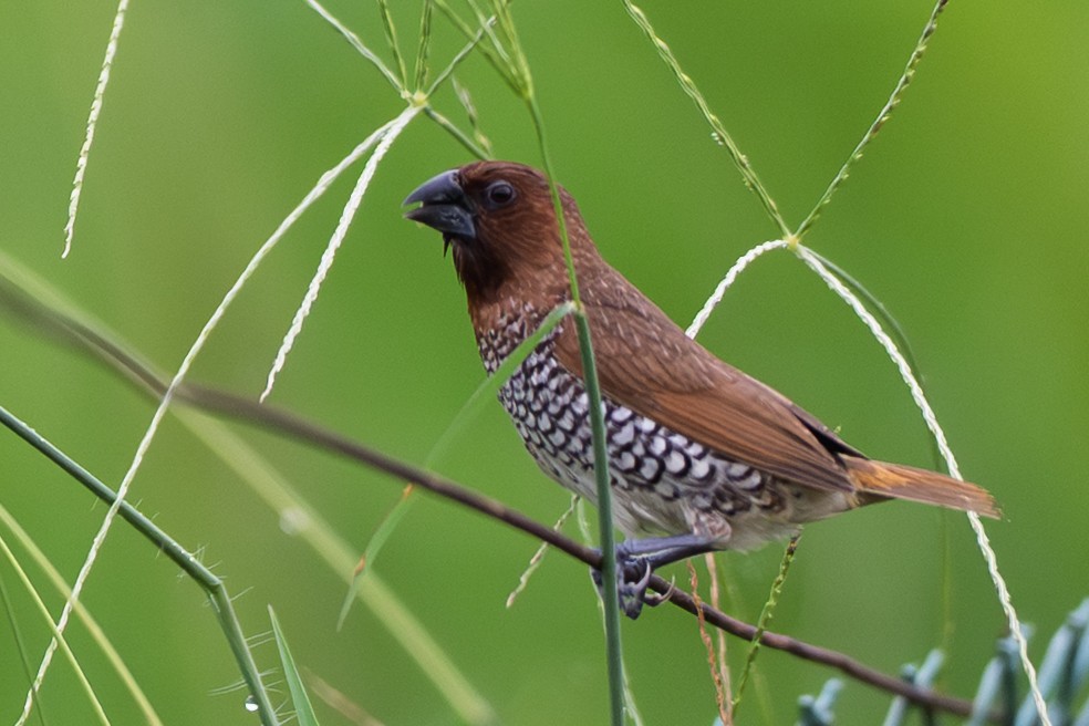Scaly-breasted Munia - ML640895325