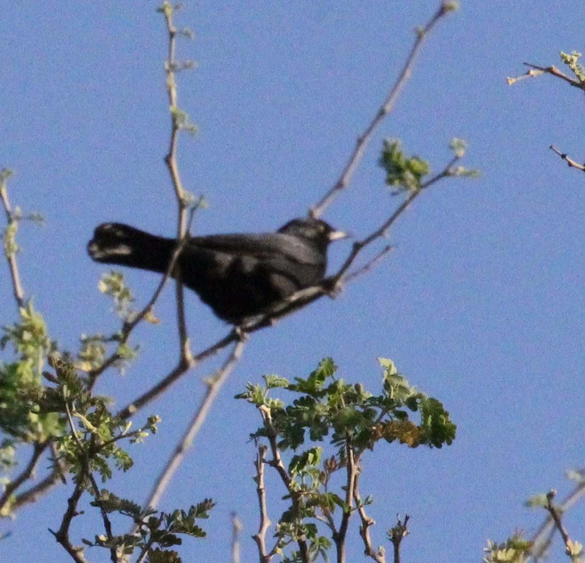 Pale-winged Starling - ML640895332