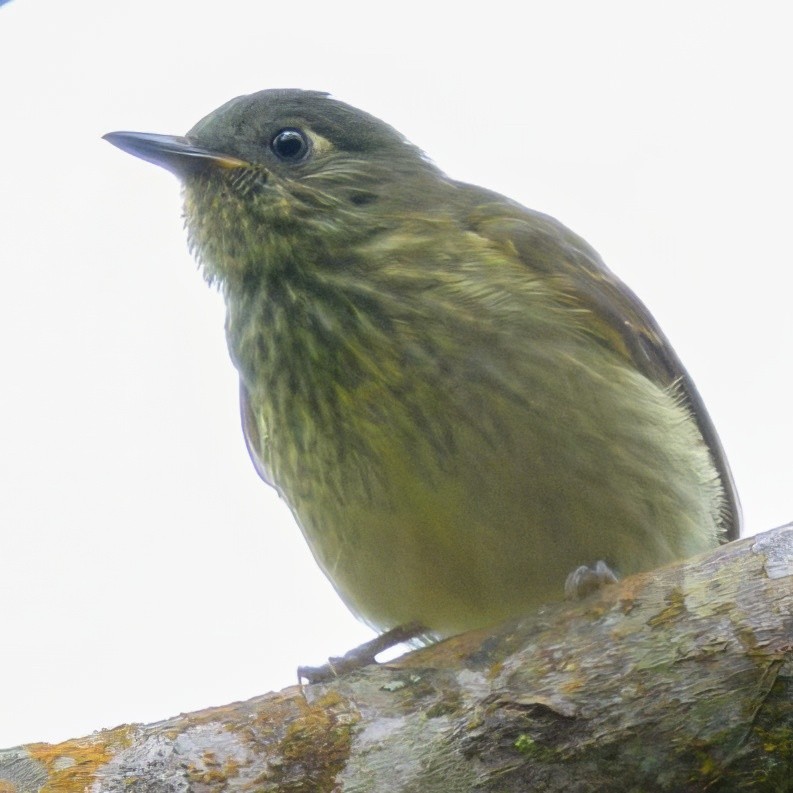 Olive-striped Flycatcher - ML640895350