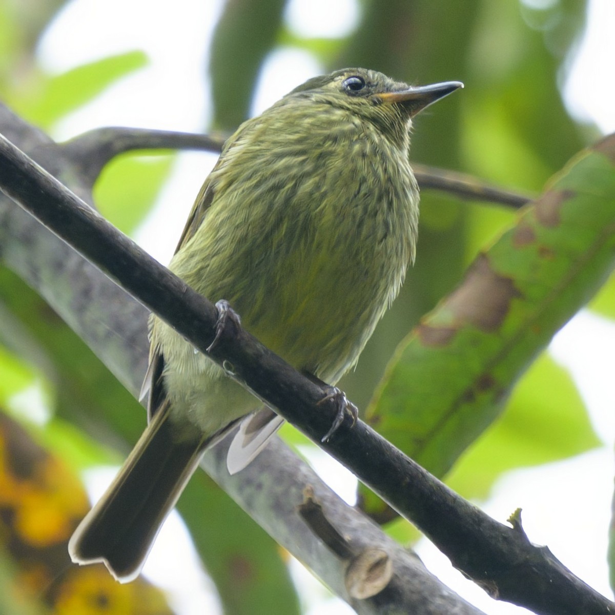 Olive-striped Flycatcher - ML640895351