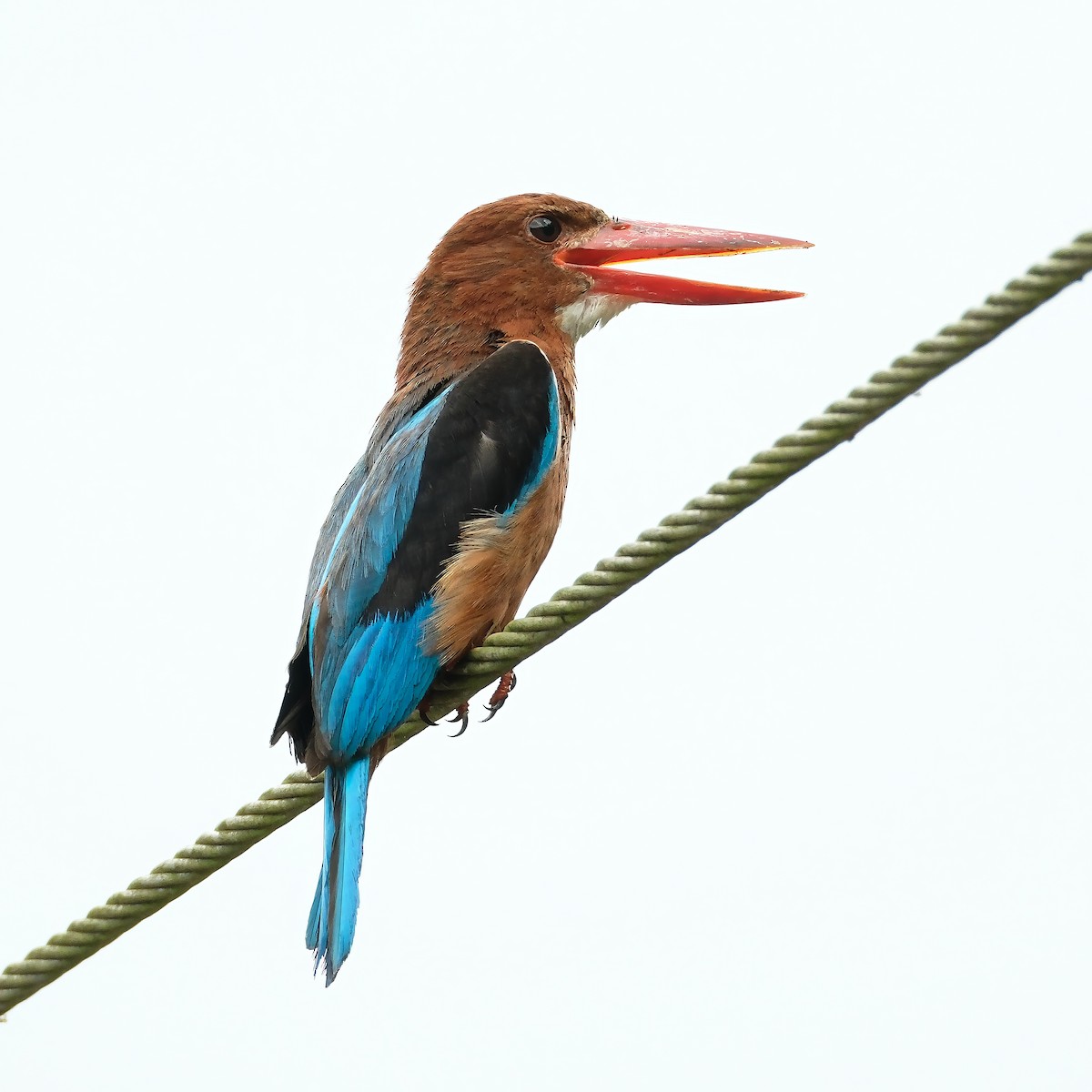 Brown-breasted Kingfisher - ML640895373