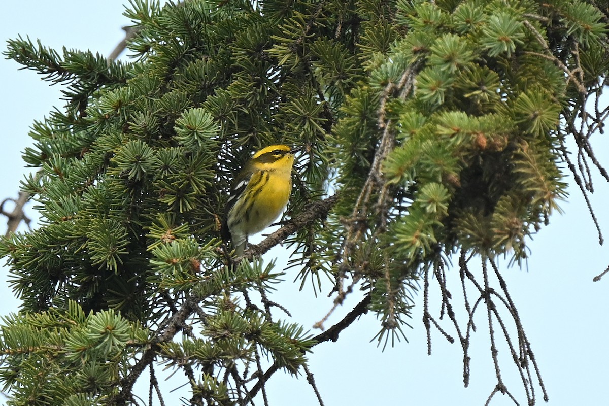 Townsend's Warbler - ML640895388