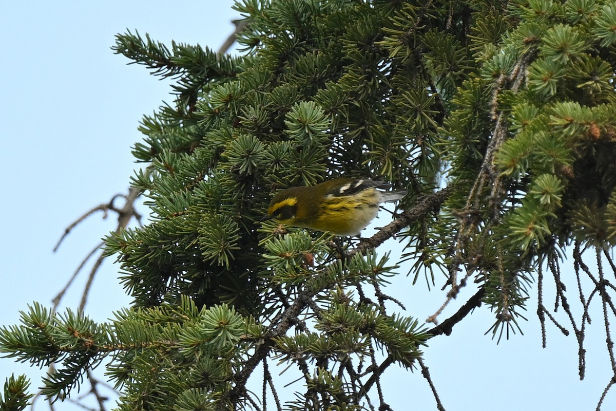 Townsend's Warbler - ML640895389