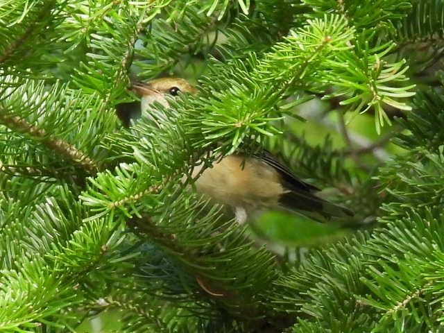 Bay-breasted Warbler - ML640895404