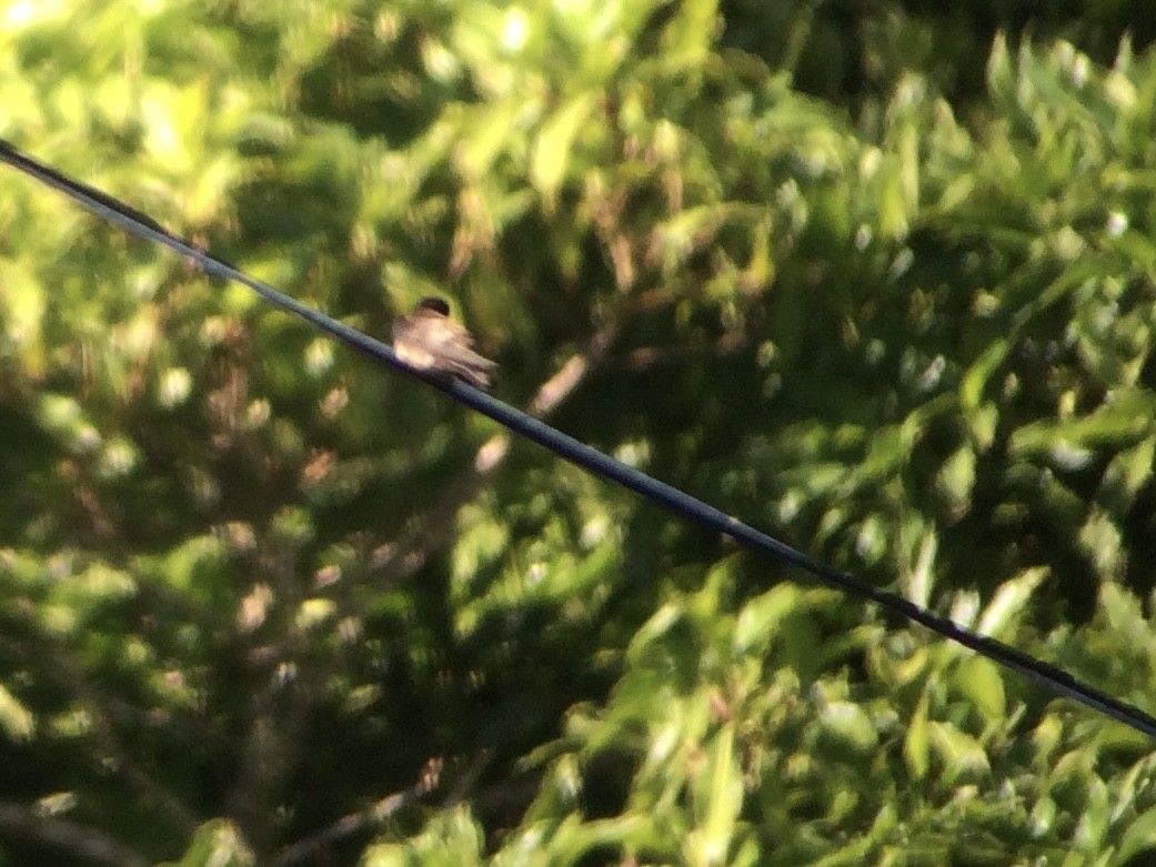 Black-capped Swallow - ML640895431