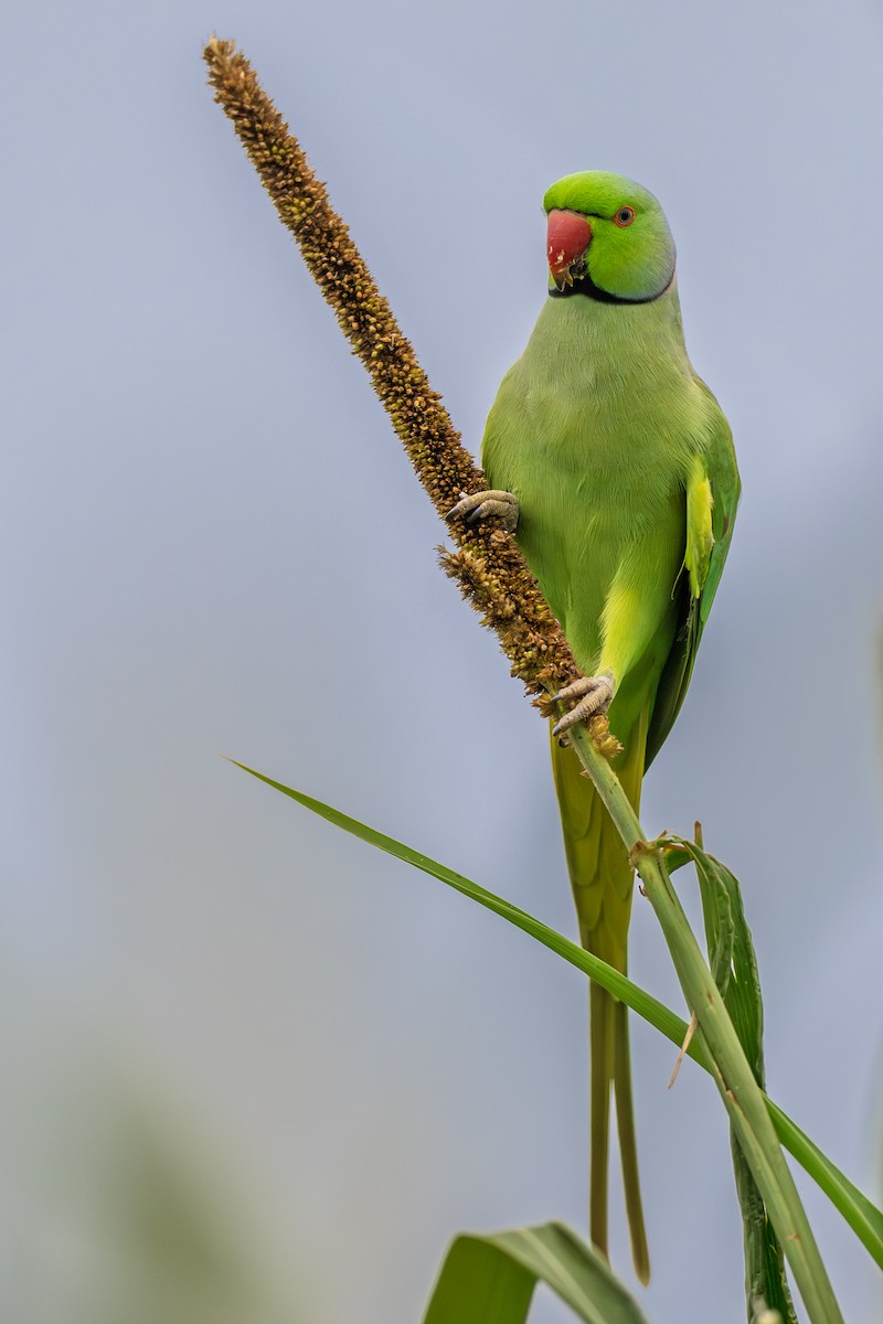 Rose-ringed Parakeet - ML640895432
