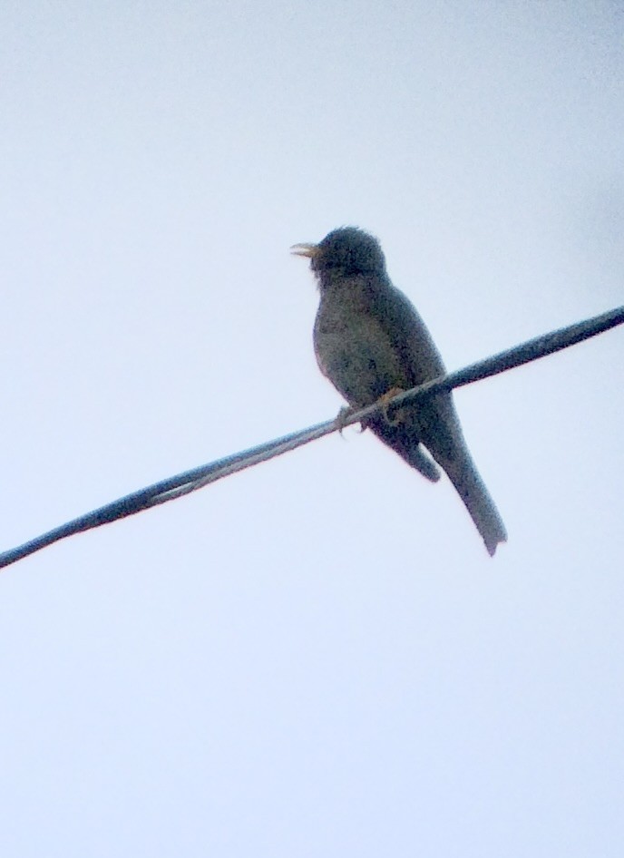 Rufous-collared Robin - ML640895437