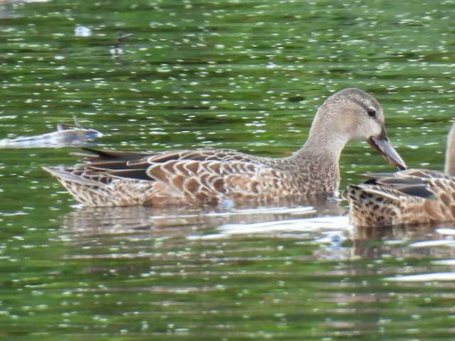 Blue-winged Teal - ML640895464