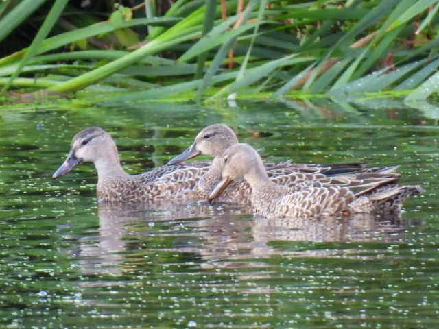 Blue-winged Teal - ML640895465