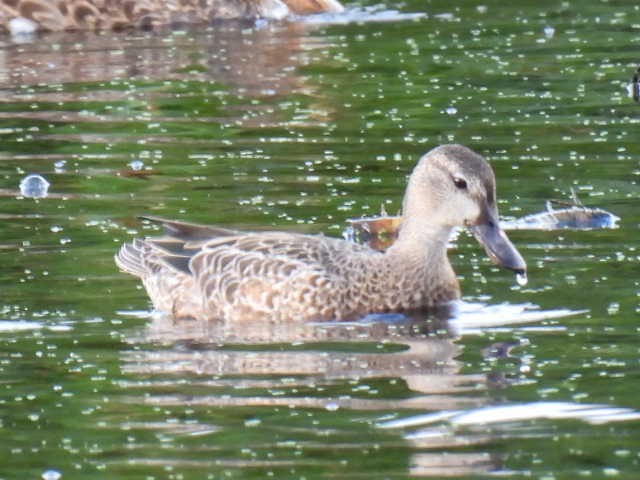 Blue-winged Teal - ML640895466
